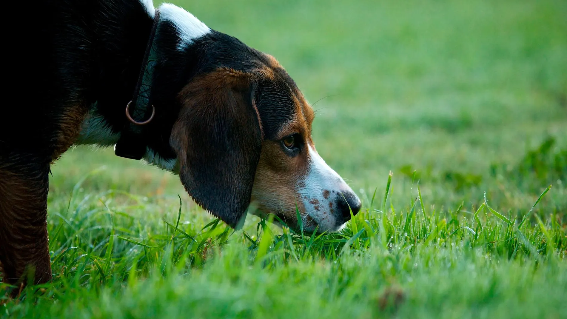 Los beagles fueros elegidos por sus genes de receptores olfativos superiores / Foto. Dreamstime