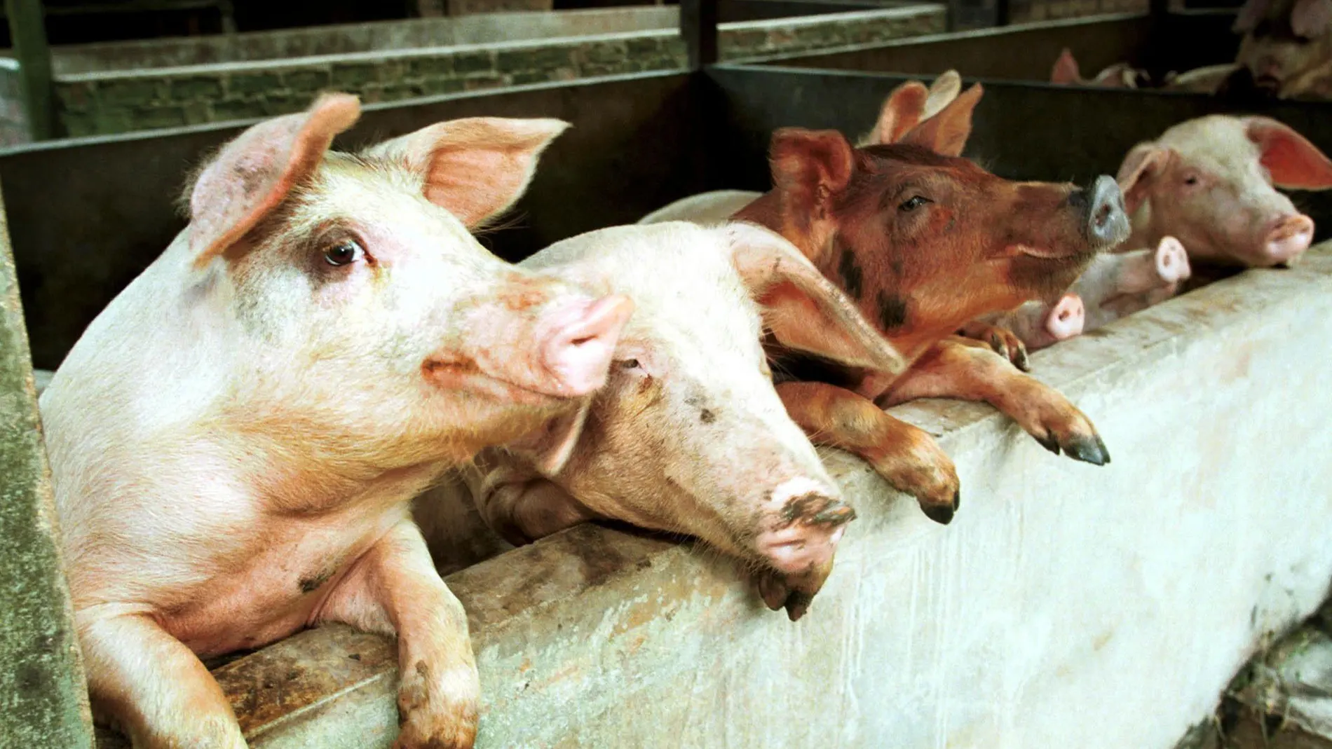 La peste porcina en China hace saltar las alarmas en la industria cárnica española