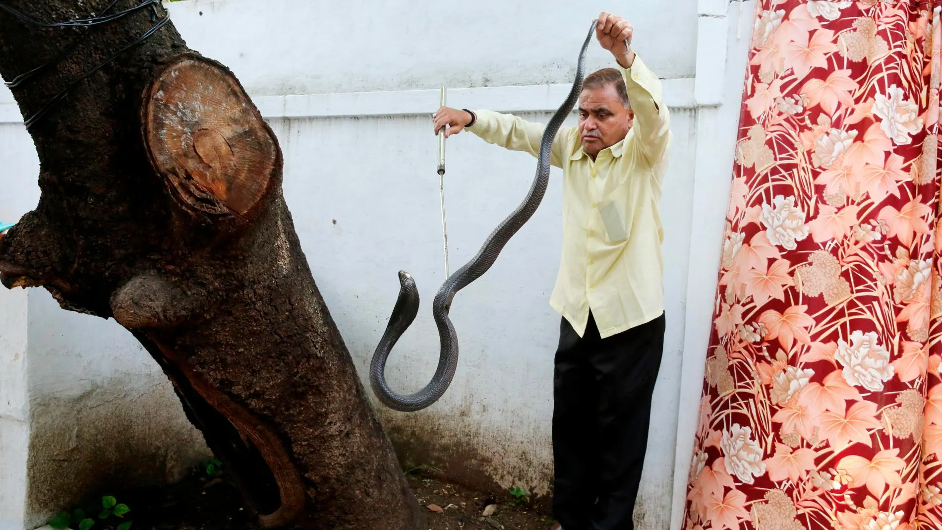 El cazador de serpientes Mohammed Saleem/EFE