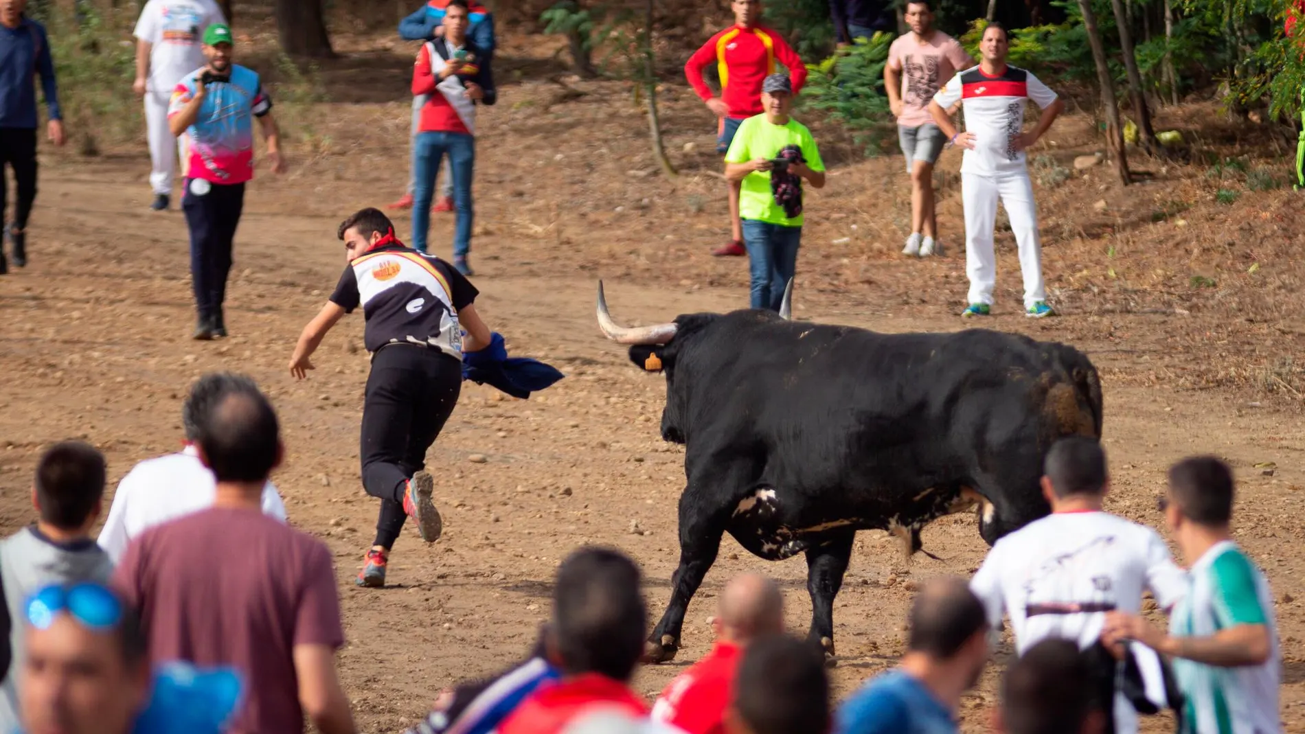 El morlaco “Barco” durante la celebración del festejo en Tordesillas que estuvo plagado de visitantes