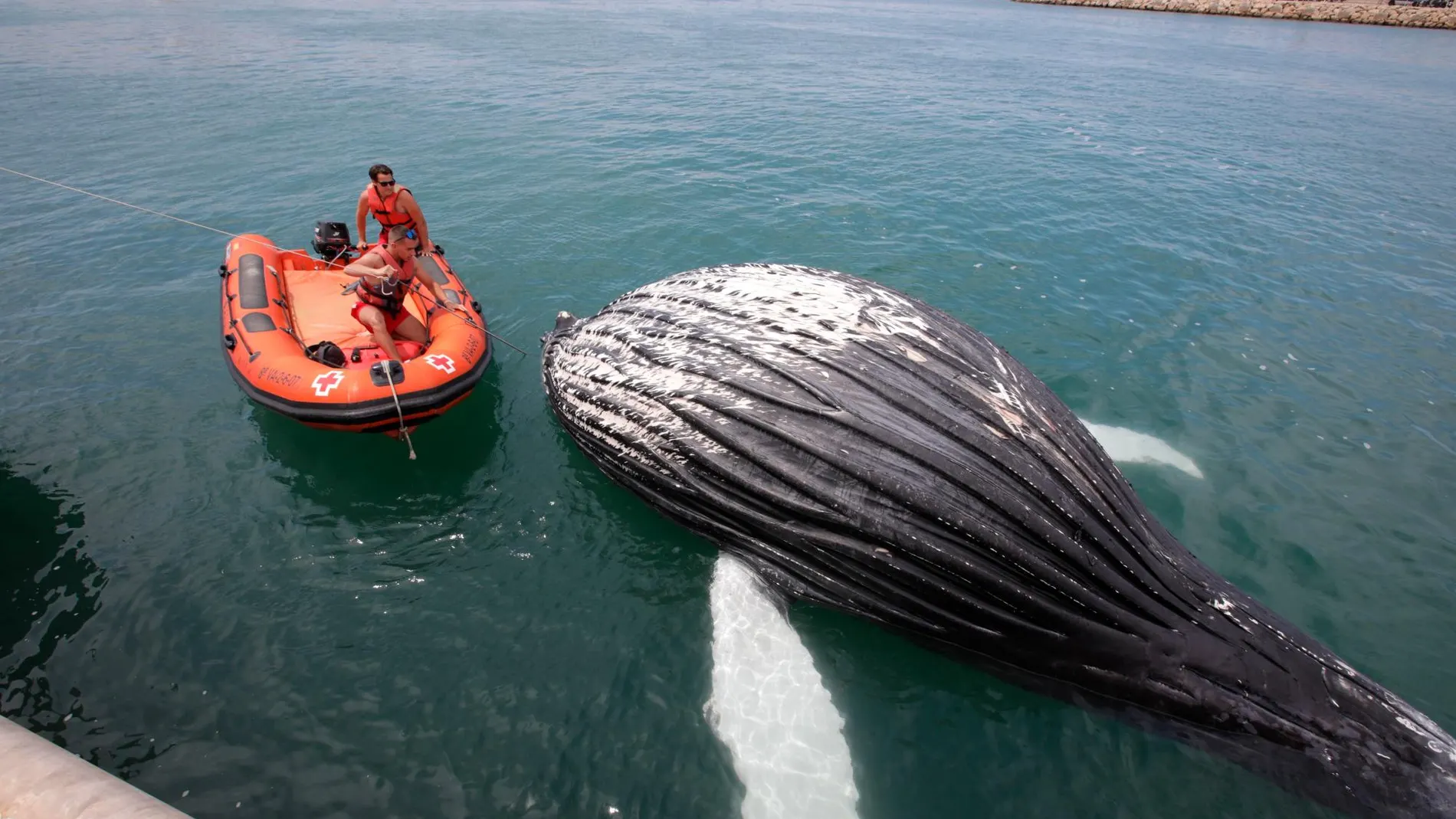 El cadáver de un cetáceo, al parecer una cría de ballena, ha aparecido este sábado varado en la escollera que da acceso al puerto de Gandia