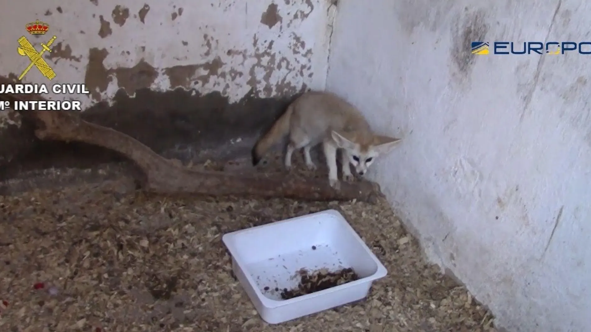 En la operación se han incautado 200 animales entre aves, mamíferos y reptiles /Foto: EP