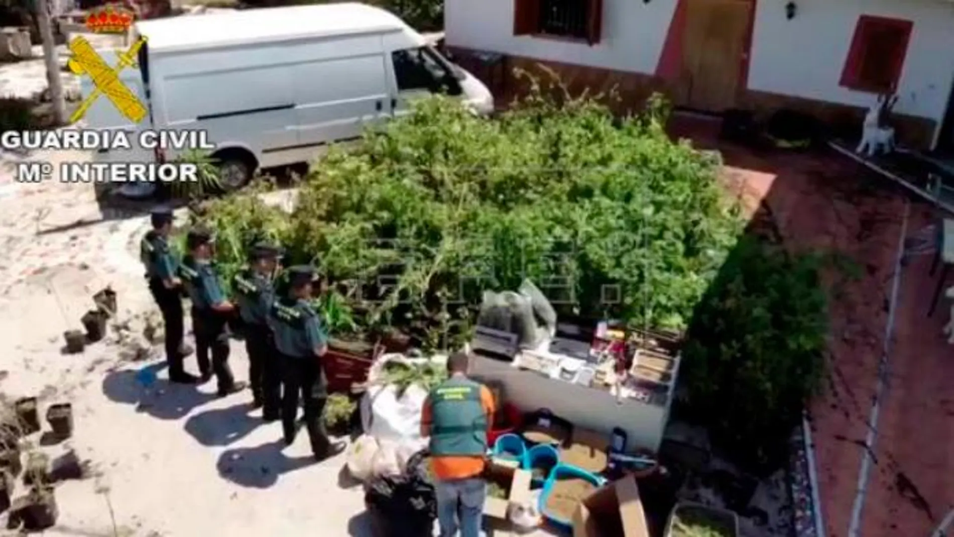 Imagen de parte de las plantas de marihuana incautadas