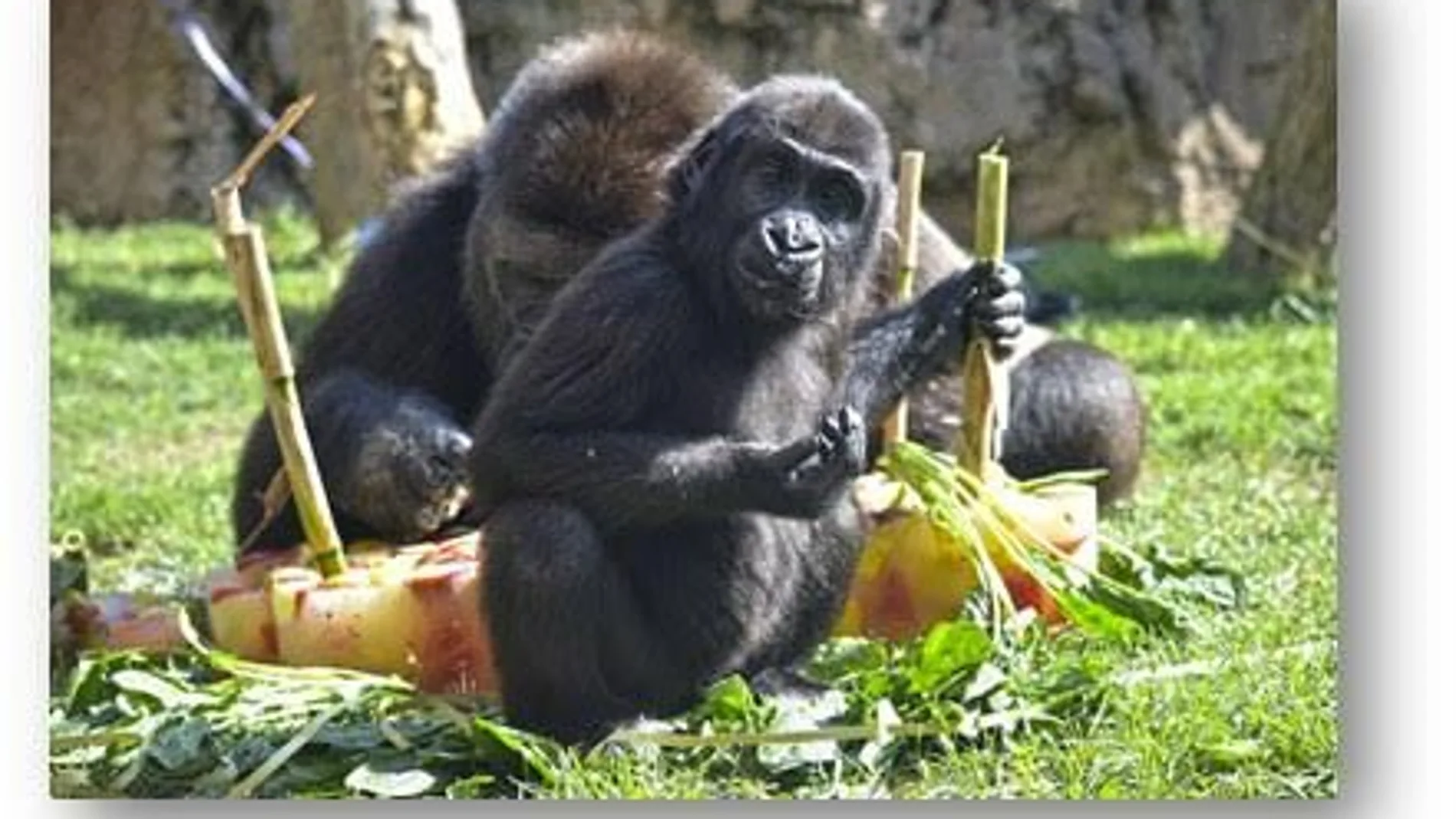 Bioparc celebra este sábado los tres años de la gorila Virunga