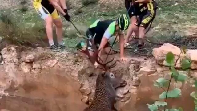 Imagen de los ciclistas tratando de sacar al ciervo