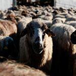 La Región de Murcia destina 500.000 euros a la erradicación de enfermedades animales