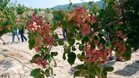 Uno de los pistacheros del Centro de Demostraciones Agrarias ubicado en Caravaca de la Cruz. LA RAZÓN