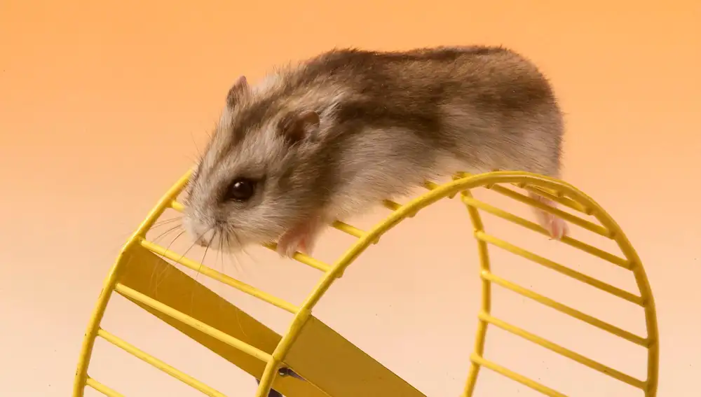 Un hamster sobre una rueda / Foto: La Razón
