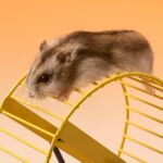 Un hamster sobre una rueda / Foto: La Razón