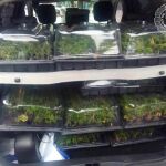 Escondía 1.130 plantas de marihuana tapadas con una lona