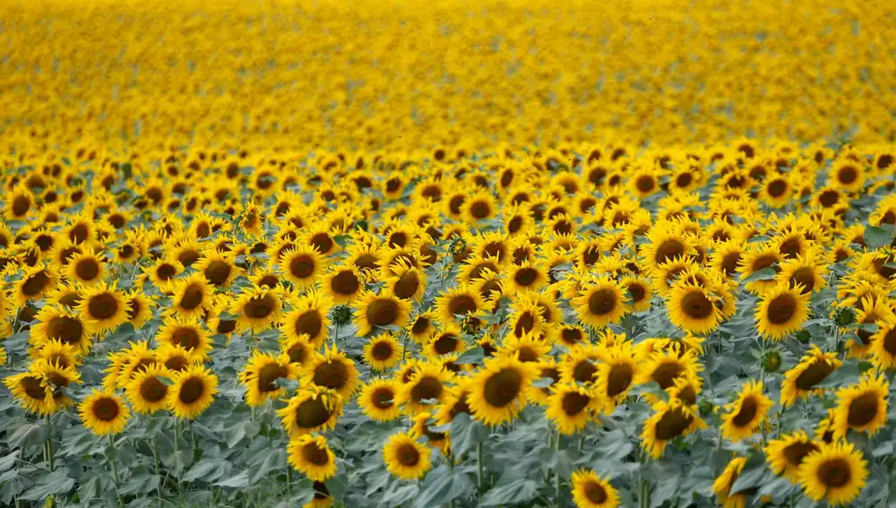 Es agradable beber unas copas de vino local frente a los campos de girasoles.