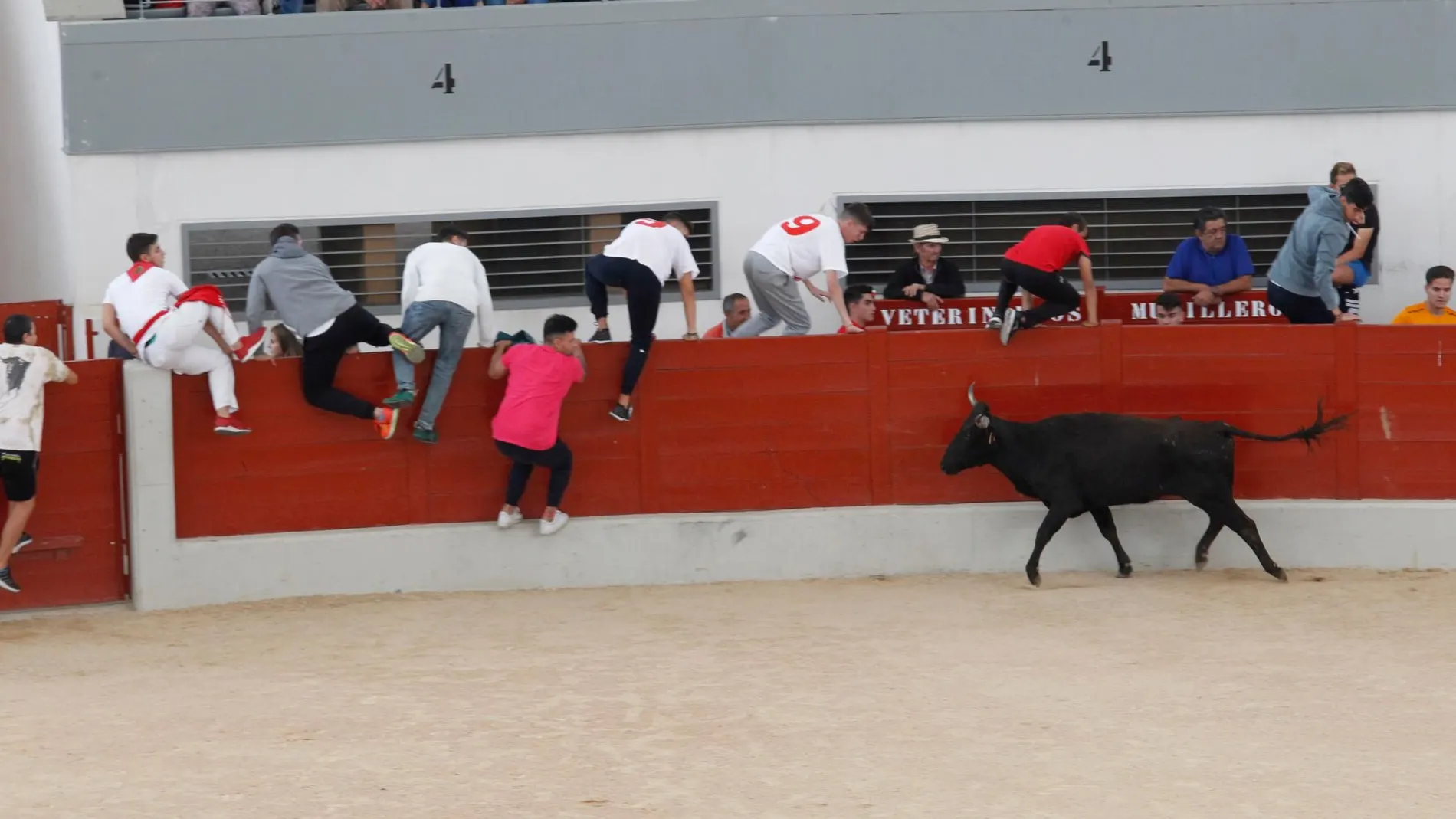 El incidente del pasado fin de semana en Vidreres (Girona) ha devuelto a la palestra la silenciada realidad de los toros en Cataluña