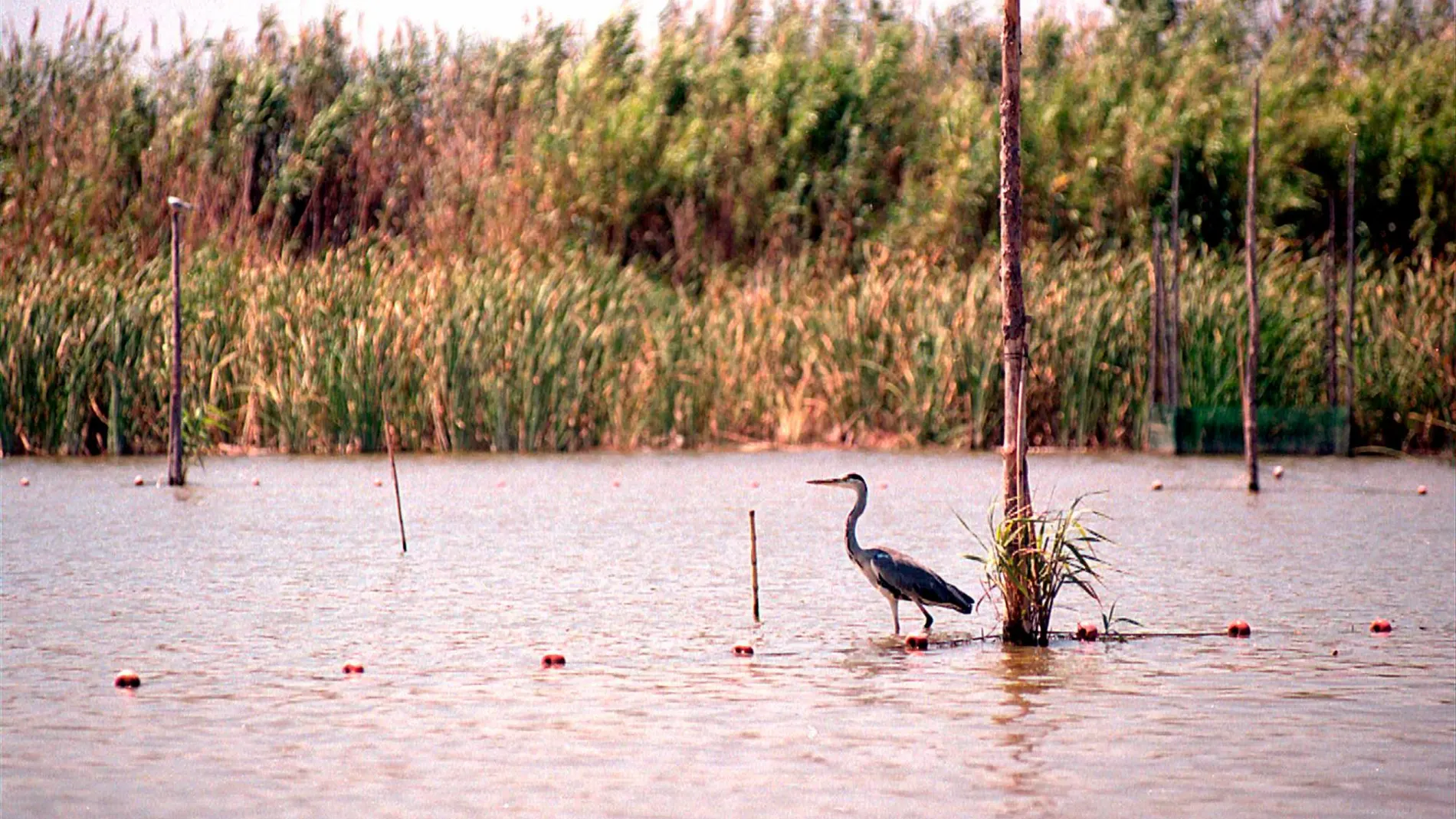 Imagen de la Albufera