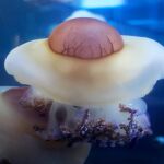 Ejemplares de medusa “huevo frito”. Oceanogràfic de Valencia