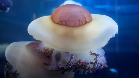 Ejemplares de medusa “huevo frito”. Oceanogràfic de Valencia
