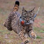 Lince criado en el Zoo de Jerez y puesto en libertad / EP