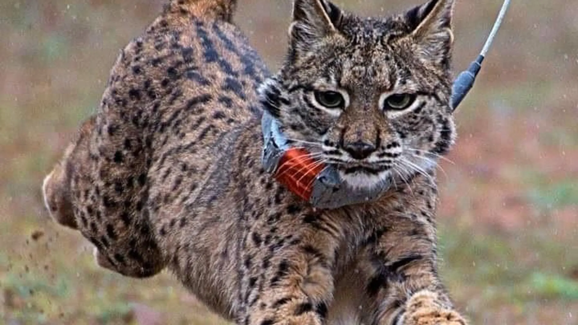 Lince criado en el Zoo de Jerez y puesto en libertad / EP