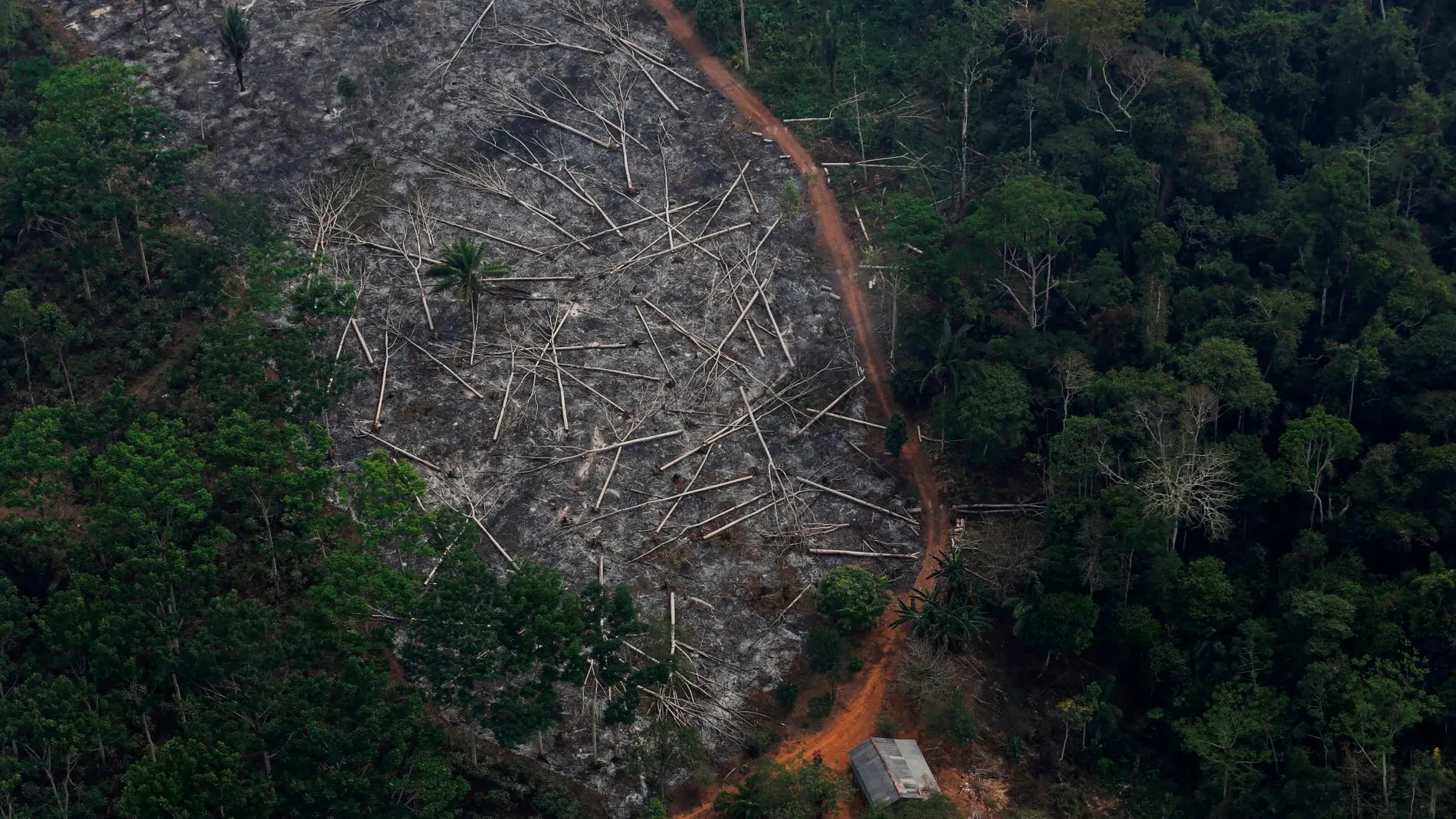 Vista aérea de la desforestación del Amazonas/ REUTERS