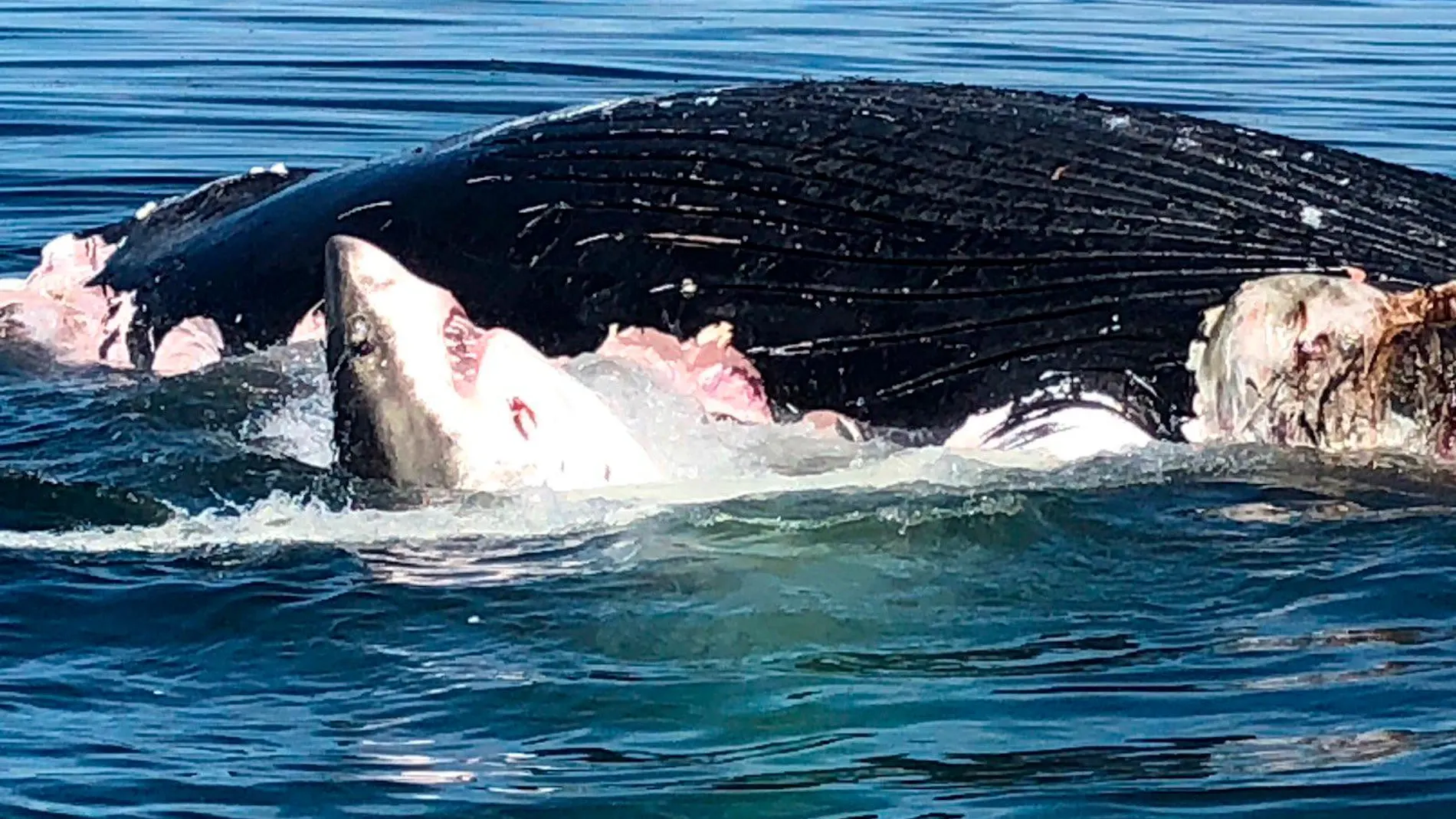Fotograma del tiburón devorando a la ballena