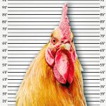 Desde Almas Veganas desataron la polémica al afirmar que separan a las gallinas de los gallos para que «no las violen»