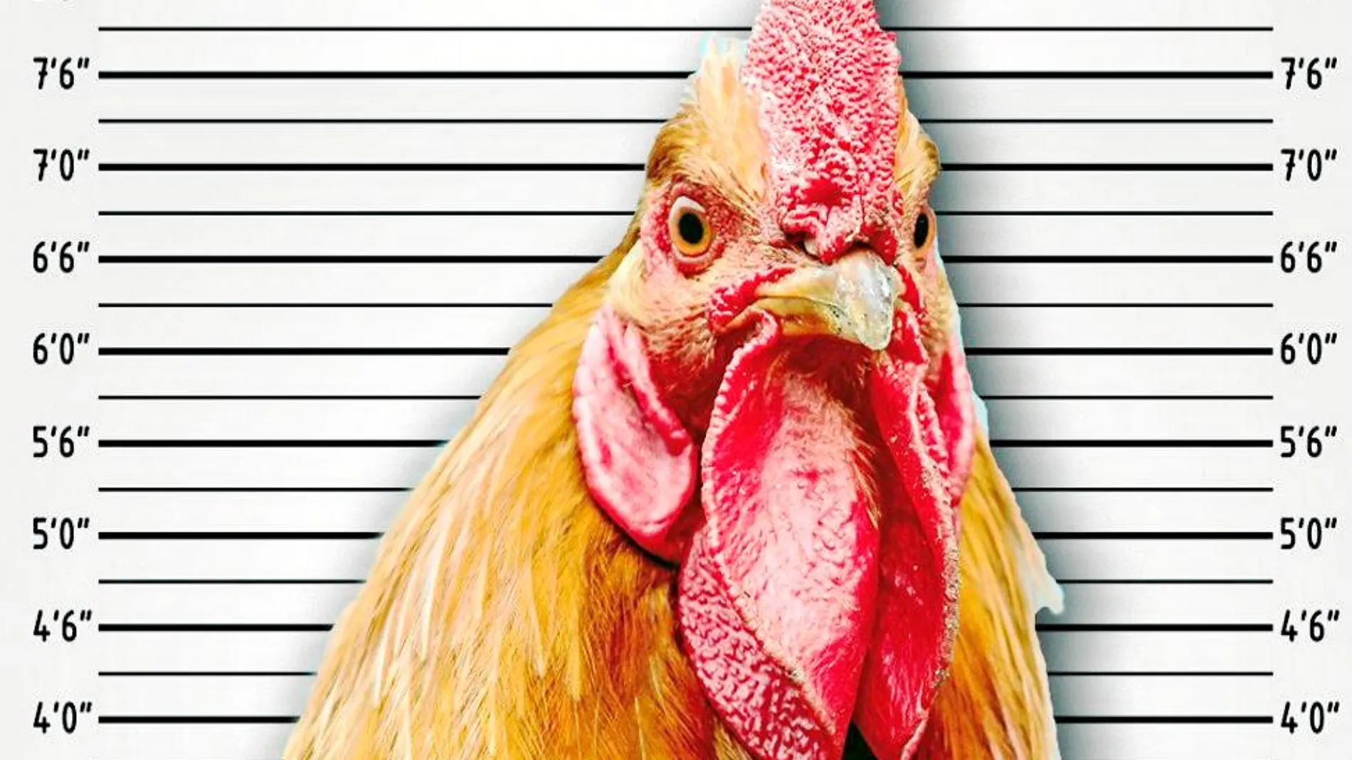 Desde Almas Veganas desataron la polémica al afirmar que separan a las gallinas de los gallos para que «no las violen»