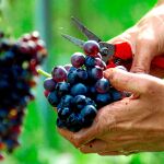 España mantendrá la tercera plaza entre los productores de vino europeos, tras Francia e Italia / Reuters