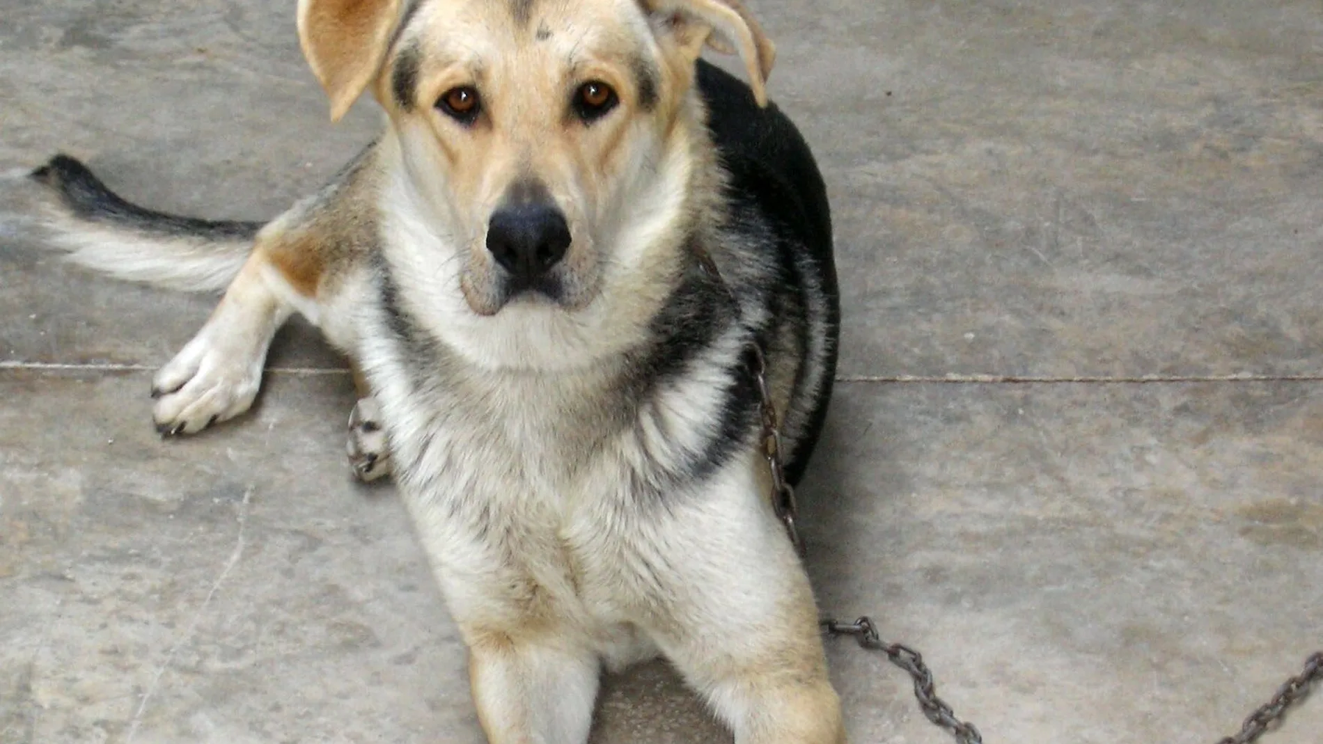 Aconsejan a los dueños cuyos perros presenten síntomas de la enfermedad, que vayan de inmediato al veterinario