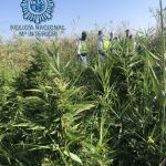 La Policía Nacional en Dos Hermanas desmantela una plantación de marihuana en el Parque Natural de Doñana / La Razón