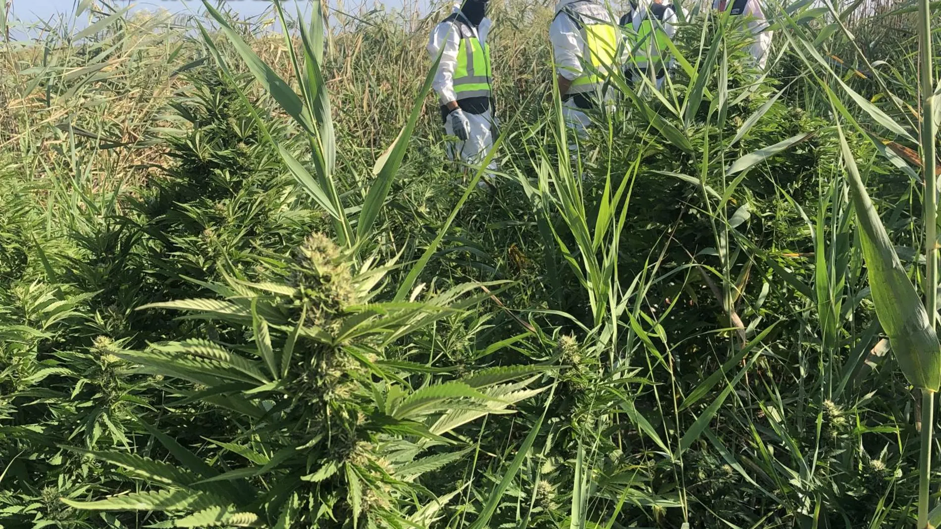 La Policía Nacional en Dos Hermanas desmantela una plantación de marihuana en el Parque Natural de Doñana / La Razón