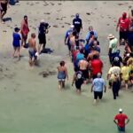 Bañistas en una playa de Florida ayudan a una ballena varada