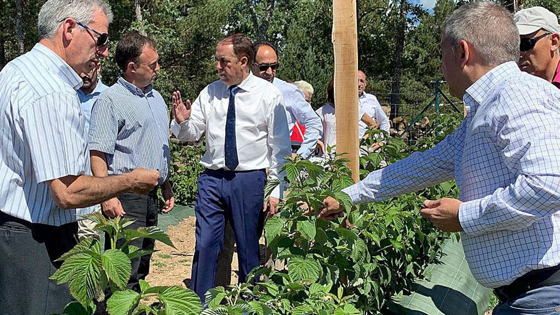 El presidente de la Diputación de Soria, Benito Serrano, visita las primeras cinco hectáreas de frambuesa que comienzan a dar sus frutos gracias al proyecto impulsado por ASFOSO
