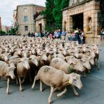 Las ovejas de la trashumancia atraviesan la ciudad de Soria