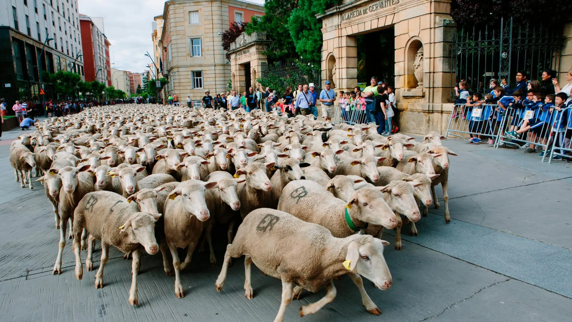 Las ovejas de la trashumancia atraviesan la ciudad de Soria