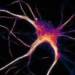 Un engrama es un grupo de neuronas que se activa ante la percepción de determinada información | Fuente: HALLINAN ET AL., JNEUROSCI 2019