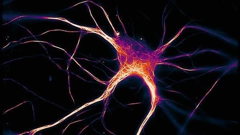 Un engrama es un grupo de neuronas que se activa ante la percepción de determinada información | Fuente: HALLINAN ET AL., JNEUROSCI 2019