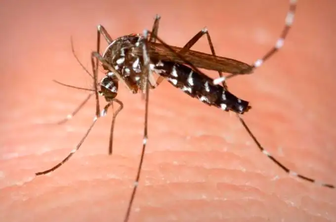 Francia detecta dos casos de zika locales al sur del país