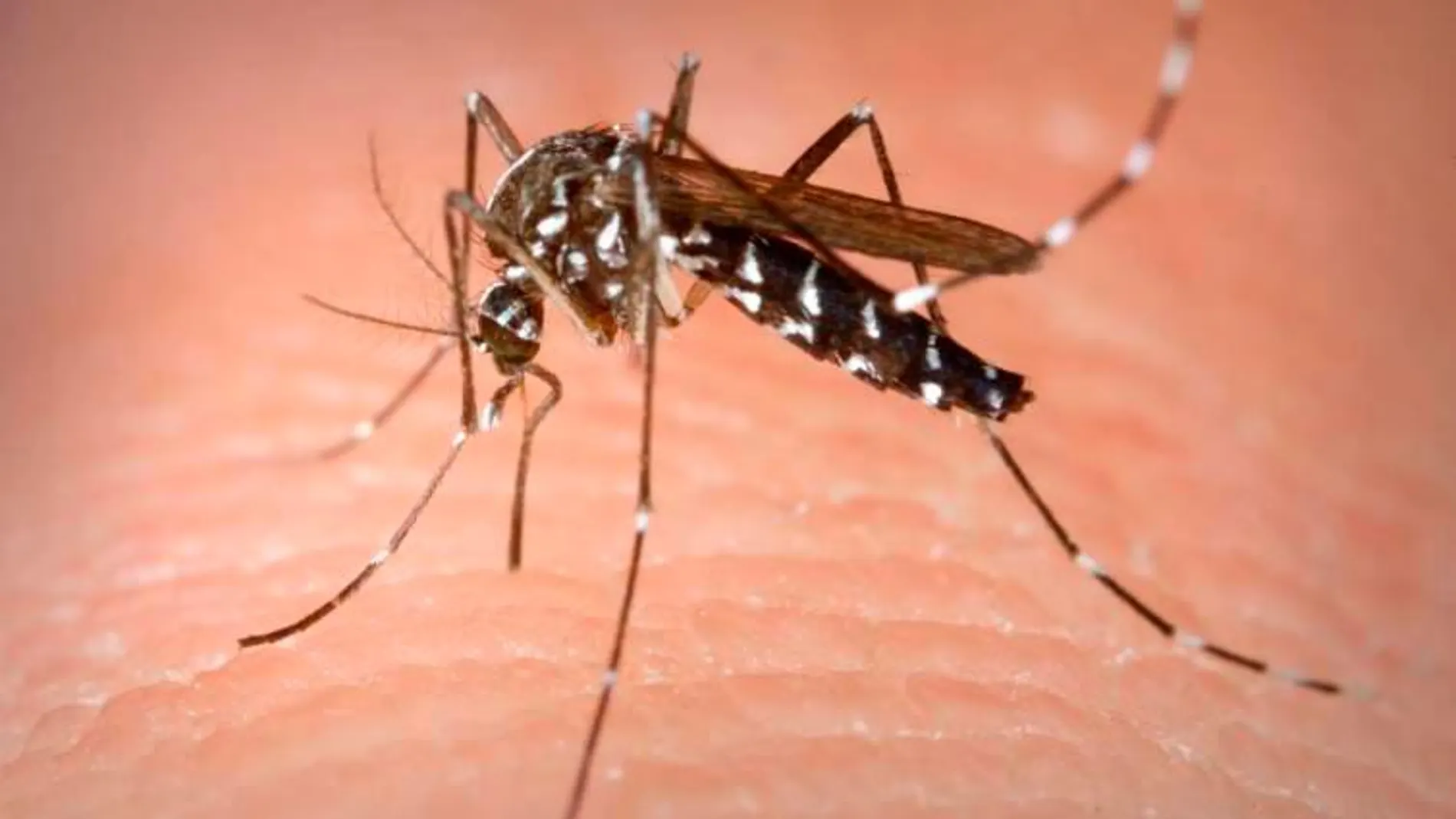 El virus del Zika se ha detectado en el mosquito tigre.
