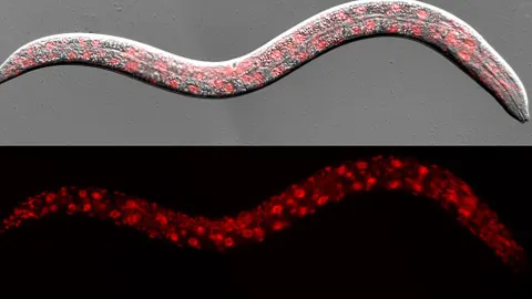 C. Elegans, gusano utilizado para identificar los puntos débiles de células tumorales humanas