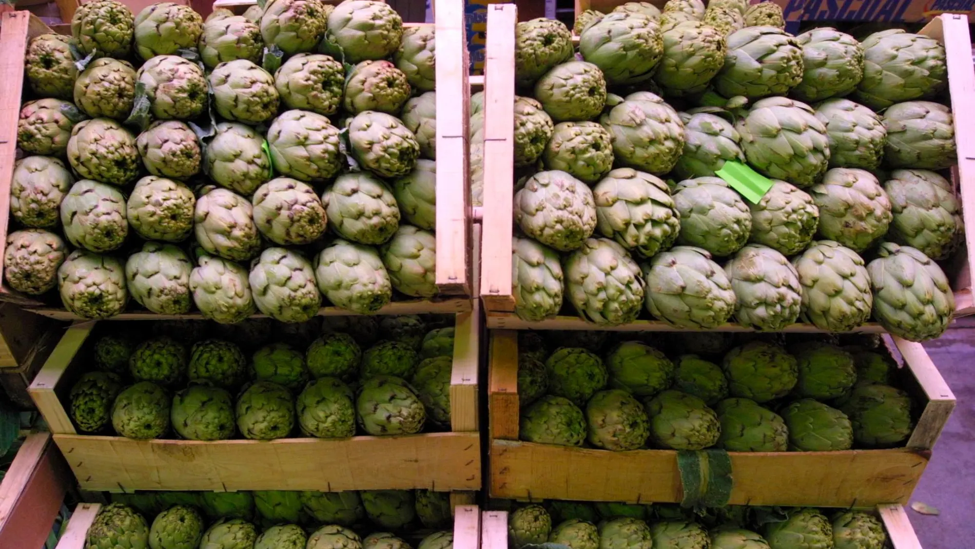 La alcachofa, según los productores agrícolas, uno de las verduras más importantes para la economía murciana, por su alta demanda en el sector nacional e internacional
