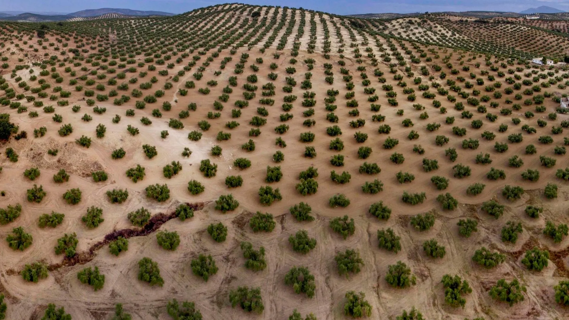 La agricultura es un sector fundamental para la economía andaluza
