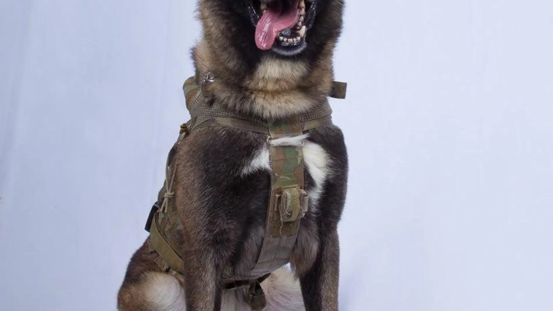El perro que persiguió a Al Bagdadi por un túnel hasta tenerlo acorralado/Reuters