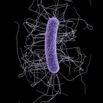 Imagen de Clostridium difficile bacterium