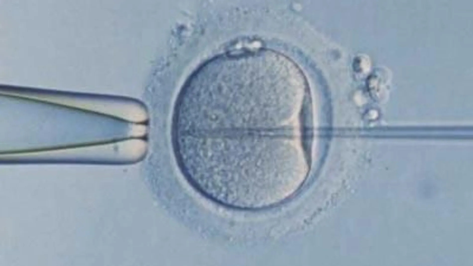 Óvulo en proceso de fecundación asistida