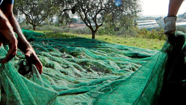 Toda Andalucía registra caídas en la oliva