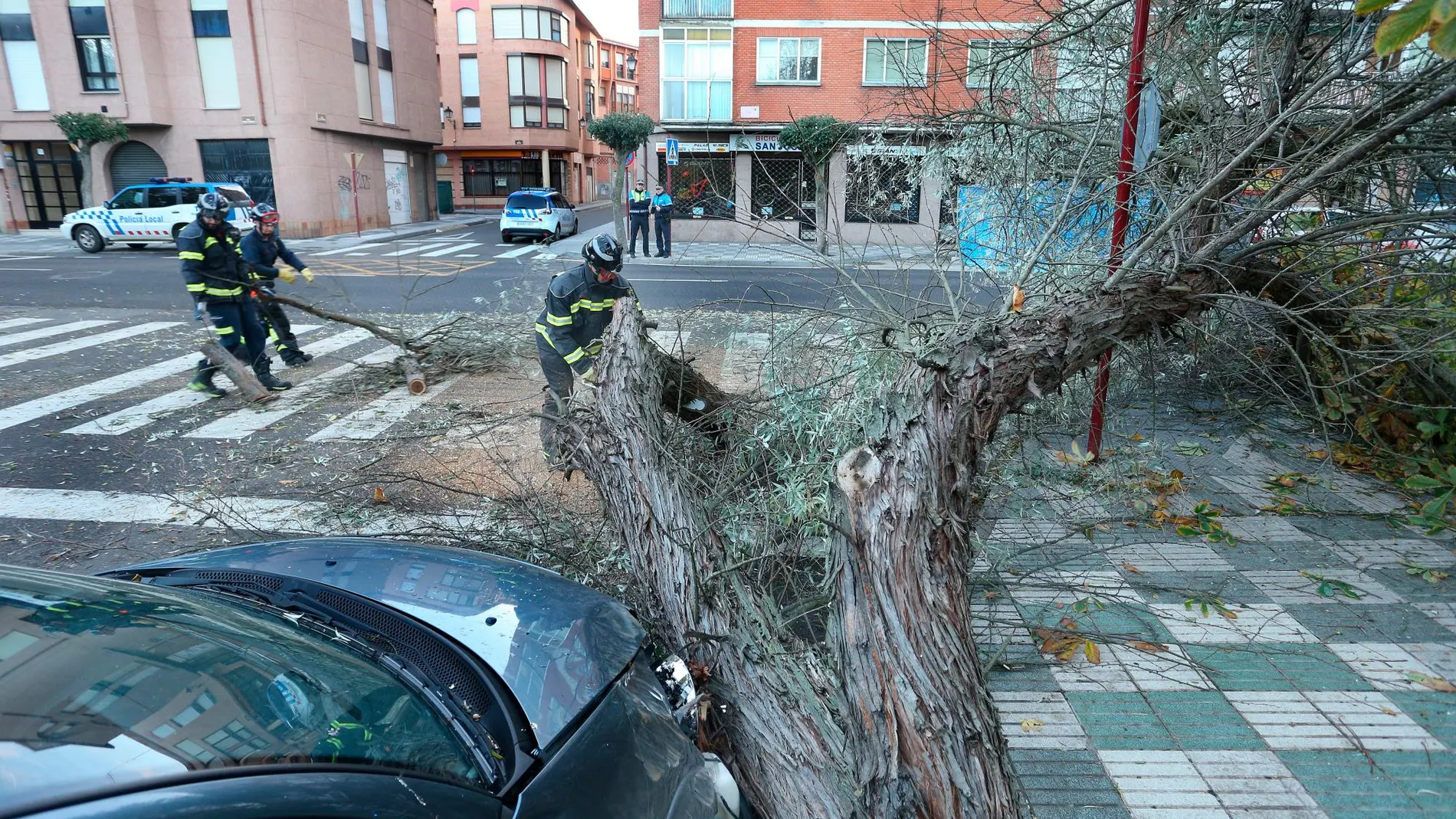 Un árbol se desploma sobre un vehículo estacionado junto al pabellón municipal de deportes en la avenida Castilla de la capital palentina y le provoca daños materiales, los bomberos de la capital le ha retirarlo