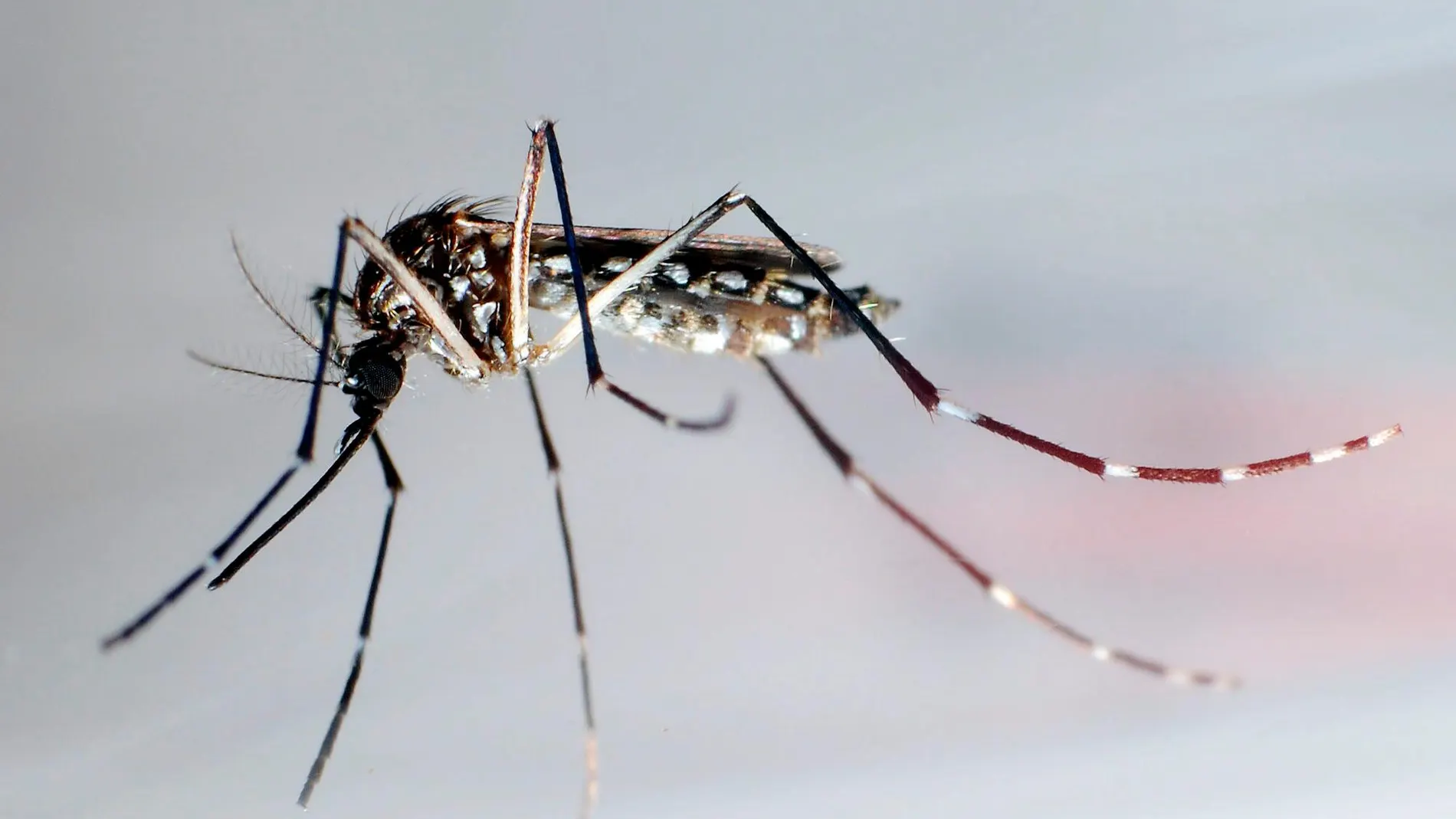Una imagen de mosquito “aedes aegypti” que puede ser portador de enfermedades como el dengue, fiebre amarilla, chikunguña, fiebre de Zika o el virus Malayo.