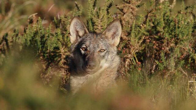 Las Opas lamentan la última decisión del TC
