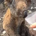El koala, visiblemente con quemaduras y sentado y desolado bebiendo agua