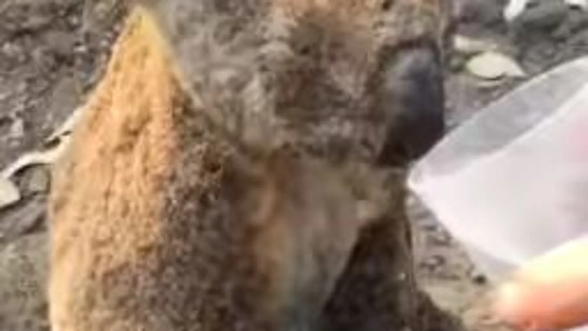 El koala, visiblemente con quemaduras y sentado y desolado bebiendo agua