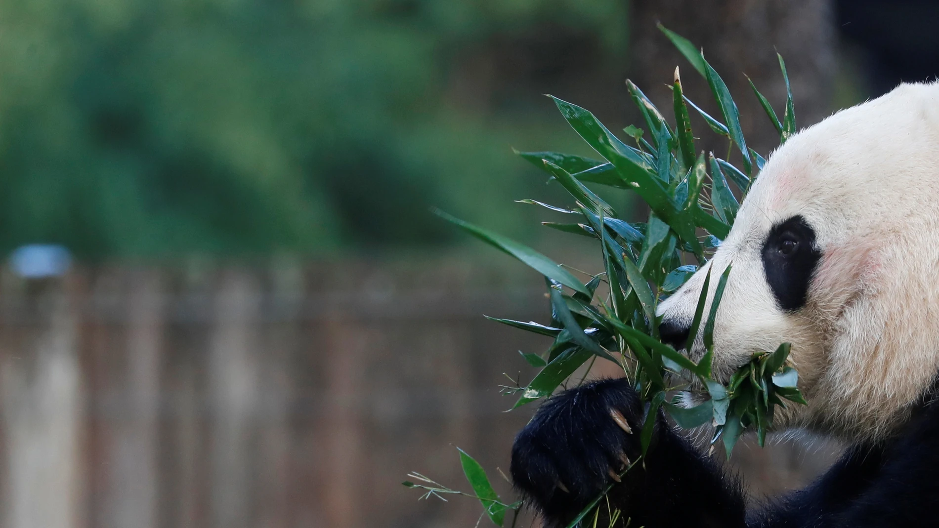Bei Bei, the giant panda, is seen for the last time at the Smithsonian National Zoo, before his departure to China, in Washington, U.S., November 19, 2019. REUTERS/Yara Nardi